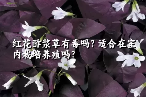 红花酢浆草有毒吗？适合在室内栽培养殖吗？