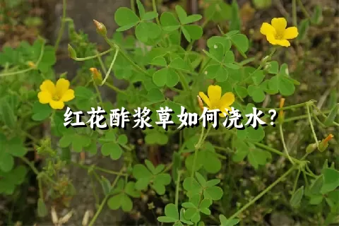 红花酢浆草如何浇水？