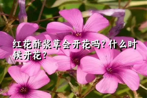 红花酢浆草会开花吗？什么时候开花？