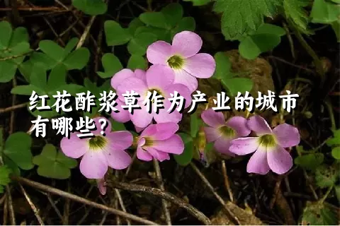 红花酢浆草作为产业的城市有哪些？