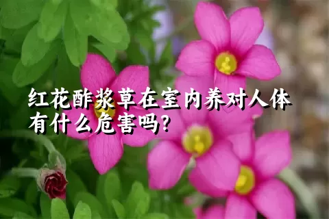 红花酢浆草在室内养对人体有什么危害吗？