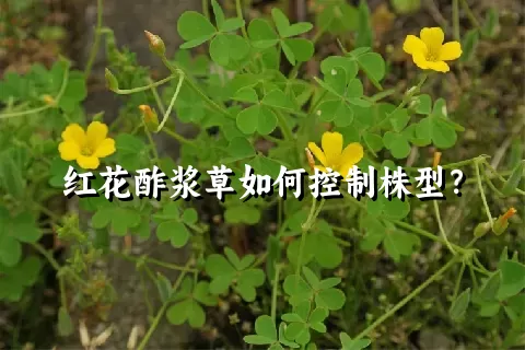 红花酢浆草如何控制株型？