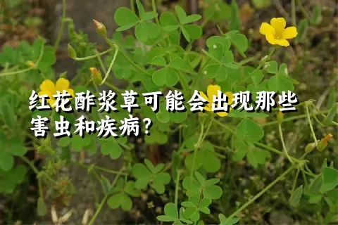 红花酢浆草可能会出现那些害虫和疾病？