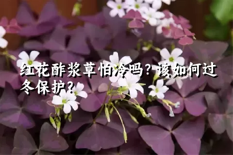 红花酢浆草怕冷吗？该如何过冬保护？