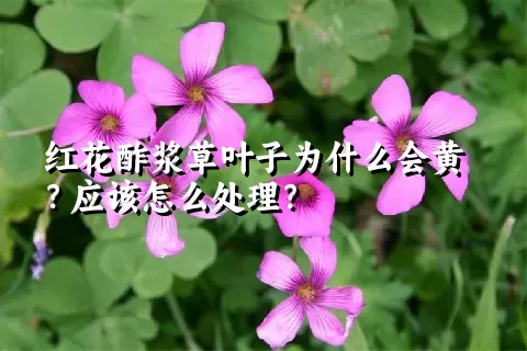 红花酢浆草叶子为什么会黄？应该怎么处理？