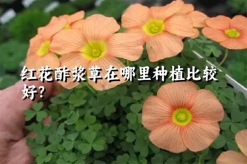 红花酢浆草在哪里种植比较好？