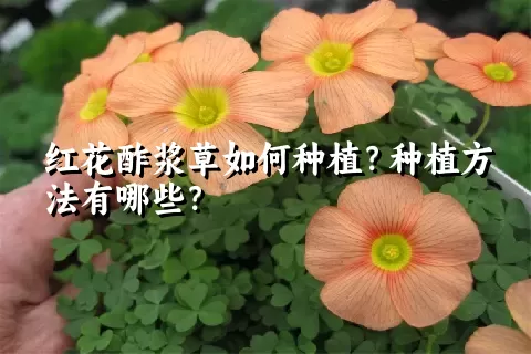 红花酢浆草如何种植？种植方法有哪些？