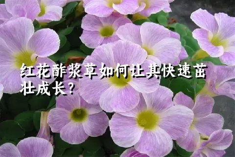 红花酢浆草如何让其快速茁壮成长？