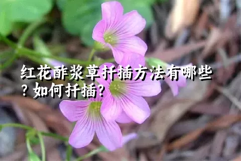 红花酢浆草扦插方法有哪些？如何扦插？