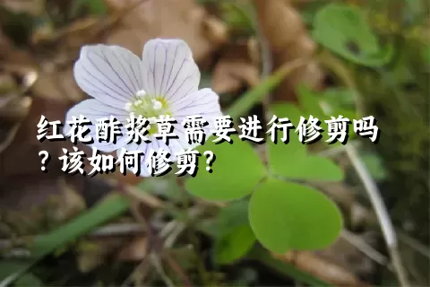 红花酢浆草需要进行修剪吗？该如何修剪？