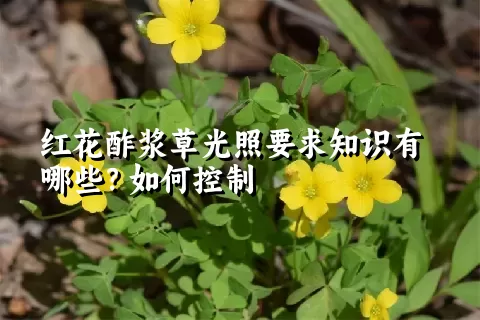 红花酢浆草光照要求知识有哪些？如何控制