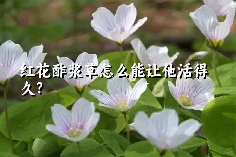 红花酢浆草怎么能让他活得久？