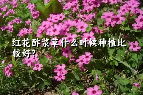 红花酢浆草什么时候种植比较好？