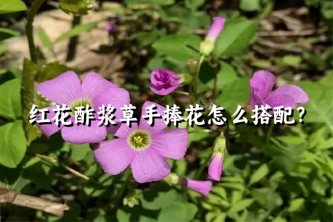 红花酢浆草手捧花怎么搭配？