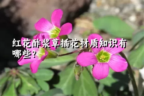 红花酢浆草插花材质知识有哪些？