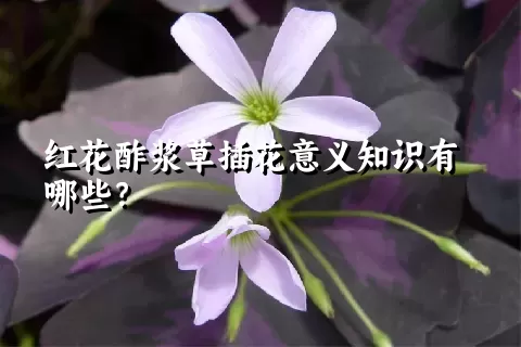 红花酢浆草插花意义知识有哪些？