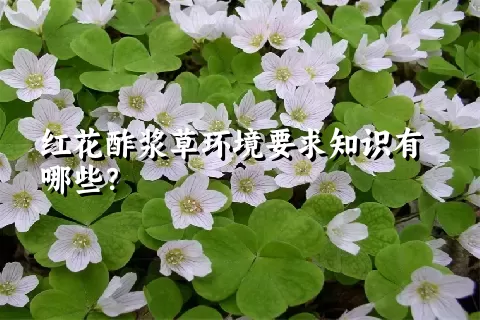 红花酢浆草环境要求知识有哪些？