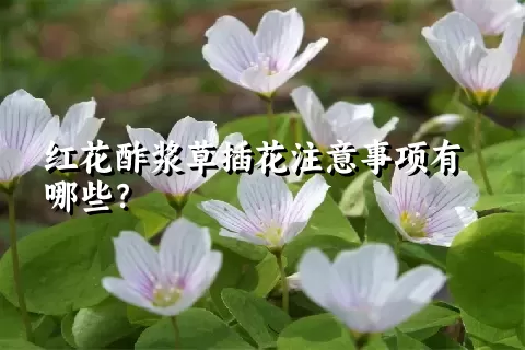 红花酢浆草插花注意事项有哪些？