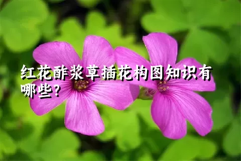 红花酢浆草插花构图知识有哪些？