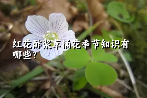 红花酢浆草插花季节知识有哪些？