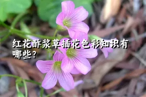 红花酢浆草插花色彩知识有哪些？