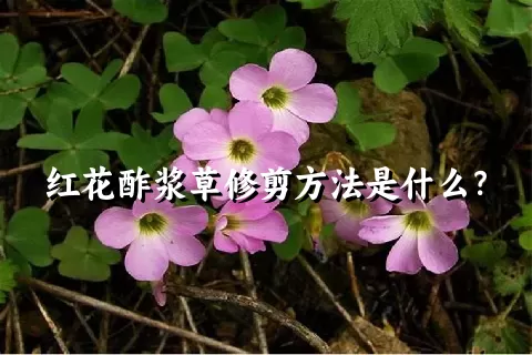 红花酢浆草修剪方法是什么？