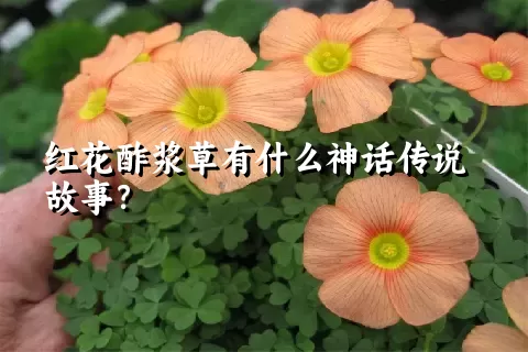 红花酢浆草有什么神话传说故事？