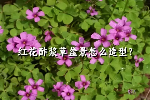 红花酢浆草盆景怎么造型？