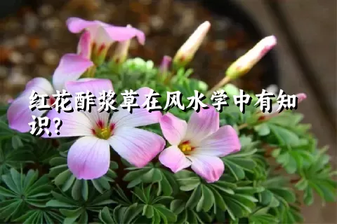 红花酢浆草在风水学中有知识？