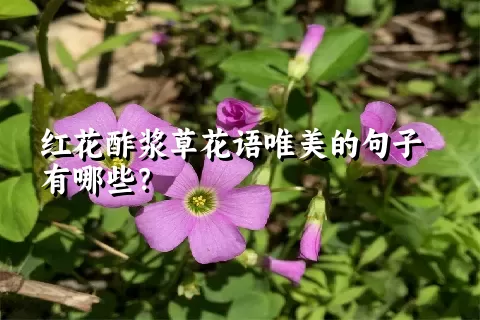 红花酢浆草花语唯美的句子有哪些？