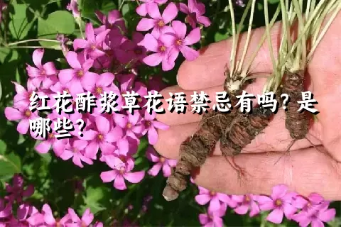 红花酢浆草花语禁忌有吗？是哪些？