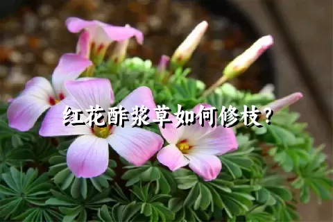 红花酢浆草如何修枝？