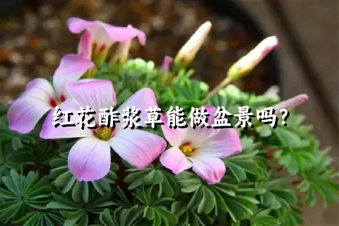 红花酢浆草能做盆景吗？