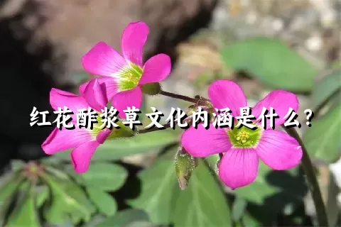 红花酢浆草文化内涵是什么？