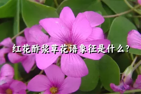 红花酢浆草花语象征是什么？