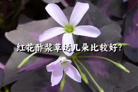 红花酢浆草送几朵比较好？