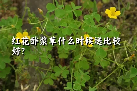 红花酢浆草什么时候送比较好？