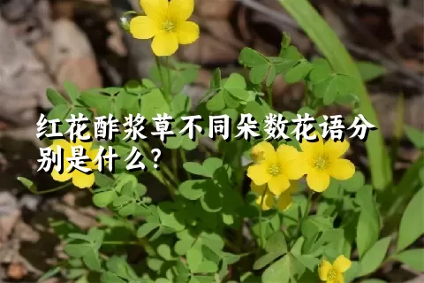 红花酢浆草不同朵数花语分别是什么？