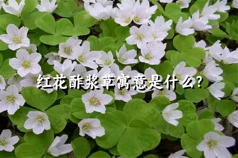 红花酢浆草寓意是什么？