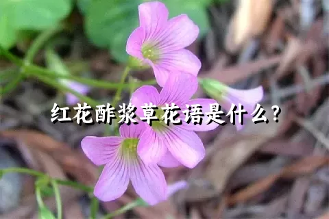 红花酢浆草花语是什么？