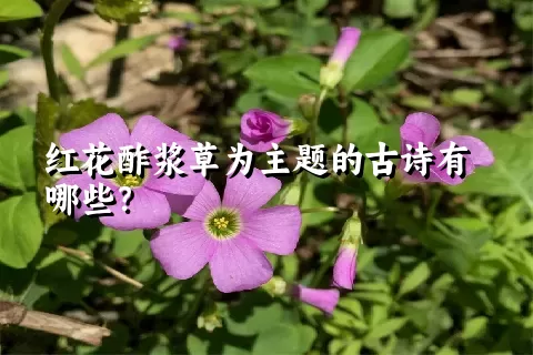 红花酢浆草为主题的古诗有哪些？