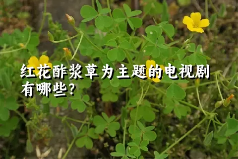 红花酢浆草为主题的电视剧有哪些？