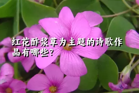 红花酢浆草为主题的诗歌作品有哪些？