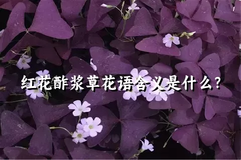 红花酢浆草花语含义是什么？