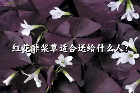 红花酢浆草适合送给什么人？