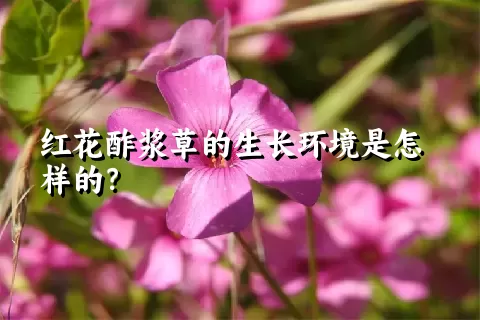 红花酢浆草的生长环境是怎样的？