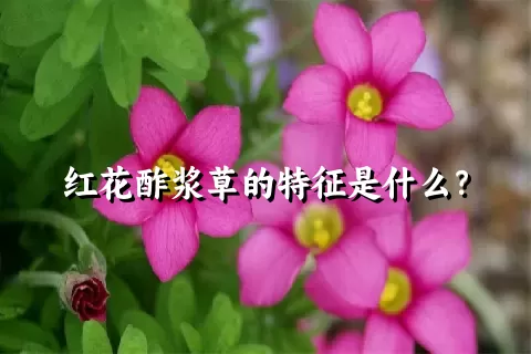 红花酢浆草的特征是什么？