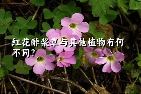 红花酢浆草与其他植物有何不同？