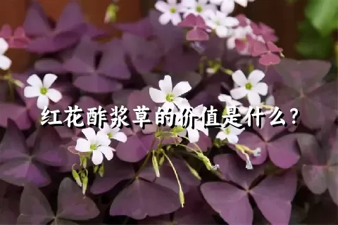 红花酢浆草的价值是什么？