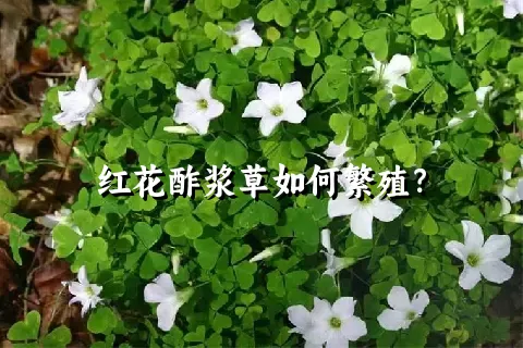 红花酢浆草如何繁殖？